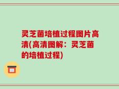 灵芝菌培植过程图片高清(高清图解：灵芝菌的培植过程)