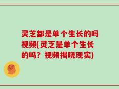 灵芝都是单个生长的吗视频(灵芝是单个生长的吗？视频揭晓现实)