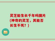 灵芝能生长千年吗图片(神奇的灵芝，其能否长生不死？)