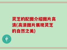 灵芝的配图介绍图片高清(高清图片展现灵芝的自然之美)
