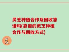 灵芝种植合作及回收靠谱吗(靠谱的灵芝种植合作与回收方式)