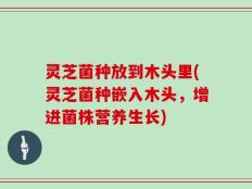 灵芝菌种放到木头里(灵芝菌种嵌入木头，增进菌株营养生长)