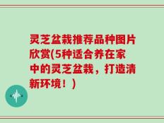 灵芝盆栽推荐品种图片欣赏(5种适合养在家中的灵芝盆栽，打造清新环境！)