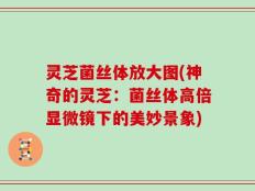 灵芝菌丝体放大图(神奇的灵芝：菌丝体高倍显微镜下的美妙景象)