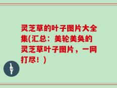 灵芝草的叶子图片大全集(汇总：美轮美奂的灵芝草叶子图片，一网打尽！)