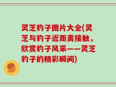 灵芝豹子图片大全(灵芝与豹子近距离接触，欣赏豹子风采——灵芝豹子的精彩瞬间)