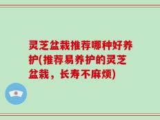 灵芝盆栽推荐哪种好养护(推荐易养护的灵芝盆栽，长寿不麻烦)