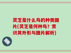灵芝是什么鸟的种类图片(灵芝是何种鸟？赏识其外形与图片解析)