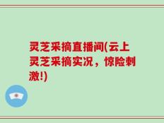 灵芝采摘直播间(云上灵芝采摘实况，惊险刺激!)