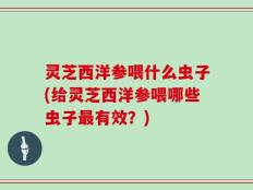 灵芝西洋参喂什么虫子(给灵芝西洋参喂哪些虫子最有效？)