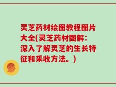 灵芝药材绘图教程图片大全(灵芝药材图解：深入了解灵芝的生长特征和采收方法。)