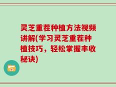 灵芝重茬种植方法视频讲解(学习灵芝重茬种植技巧，轻松掌握丰收秘诀)