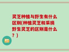 灵芝种植与野生有什么区别(种植灵芝和采摘野生灵芝的区别是什么？)