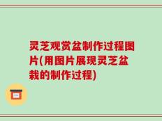 灵芝观赏盆制作过程图片(用图片展现灵芝盆栽的制作过程)