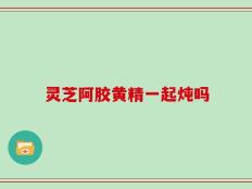 灵芝阿胶黄精一起炖吗