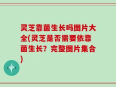 灵芝靠菌生长吗图片大全(灵芝是否需要依靠菌生长？完整图片集合)