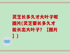 灵芝长多久才大叶子呢图片(灵芝要长多久才能长出大叶子？【图片】)
