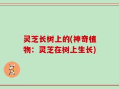灵芝长树上的(神奇植物：灵芝在树上生长)