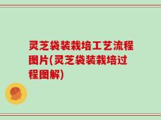 灵芝袋装栽培工艺流程图片(灵芝袋装栽培过程图解)