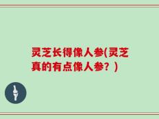 灵芝长得像人参(灵芝真的有点像人参？)