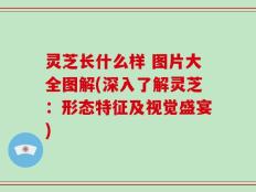 灵芝长什么样 图片大全图解(深入了解灵芝：形态特征及视觉盛宴)