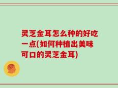 灵芝金耳怎么种的好吃一点(如何种植出美味可口的灵芝金耳)