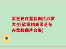 灵芝花卉盆栽图片欣赏大全(欣赏精美灵芝花卉盆栽图片合集)