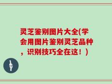 灵芝鉴别图片大全(学会用图片鉴别灵芝品种，识别技巧全在这！)