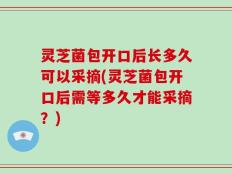 灵芝菌包开口后长多久可以采摘(灵芝菌包开口后需等多久才能采摘？)