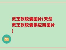 灵芝软胶囊图片(天然灵芝软胶囊供应商图片)