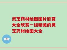 灵芝药材绘图图片欣赏大全欣赏一组精美的灵芝药材绘图大全