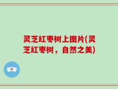 灵芝红枣树上图片(灵芝红枣树，自然之美)