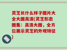 灵芝长什么样子图片大全大图高清(灵芝形态图集：高清大图，全方位展示灵芝的外观特征)