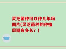 灵芝菌种可以种几年吗图片(灵芝菌种的种植周期有多长？)