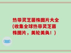 热带灵芝菌株图片大全(收集全球热带灵芝菌株图片，美轮美奂！)
