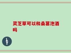 灵芝草可以和桑葚泡酒吗