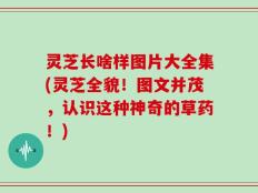灵芝长啥样图片大全集(灵芝全貌！图文并茂，认识这种神奇的草药！)