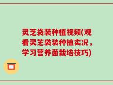 灵芝袋装种植视频(观看灵芝袋装种植实况，学习营养菌栽培技巧)