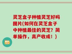 灵芝盒子种植灵芝好吗图片(如何在灵芝盒子中种植最佳的灵芝？简单操作，高产收成！)