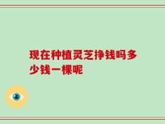 现在种植灵芝挣钱吗多少钱一棵呢