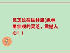 灵芝长在纵林里(纵林里壮观的灵芝，震撼人心！)