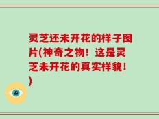 灵芝还未开花的样子图片(神奇之物！这是灵芝未开花的真实样貌！)