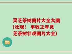 灵芝茶树图片大全大图(壮观！ 丰收之年灵芝茶树壮观图片大全)