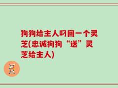 狗狗给主人叼回一个灵芝(忠诚狗狗“送”灵芝给主人)