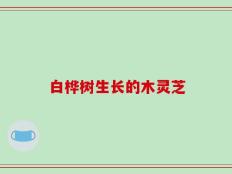 白桦树生长的木灵芝