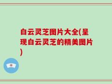 白云灵芝图片大全(呈现白云灵芝的精美图片)