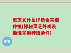 灵芝长什么样适合采摘种植(探秘灵芝外观及最佳采摘种植条件)