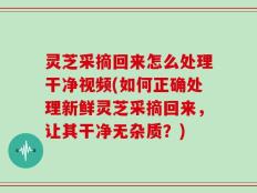 灵芝采摘回来怎么处理干净视频(如何正确处理新鲜灵芝采摘回来，让其干净无杂质？)