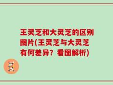 王灵芝和大灵芝的区别图片(王灵芝与大灵芝有何差异？看图解析)