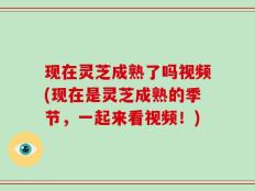 现在灵芝成熟了吗视频(现在是灵芝成熟的季节，一起来看视频！)